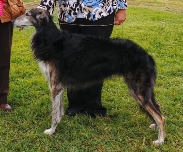 Photo of Starfyre Obsidian