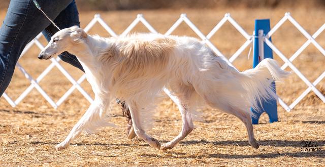 Photo of Starfyre Whisper of Raindrops