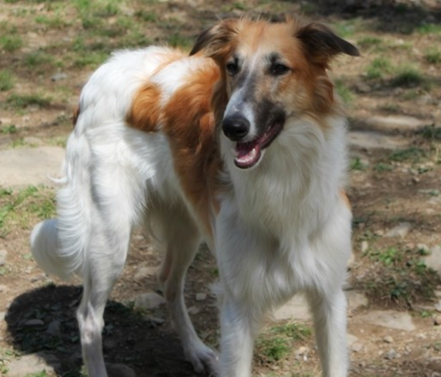 Photo of SummersSpirit SeabiscuitKohana