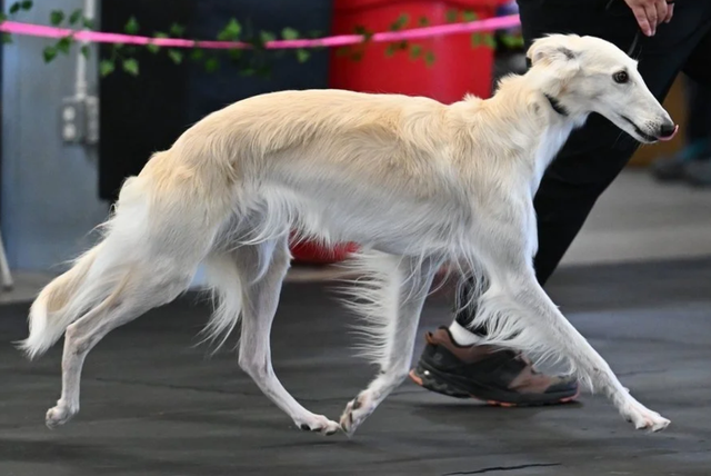 Photo of Sunera Midsummer Night Dream