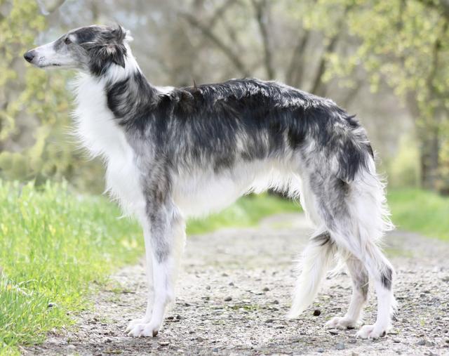 Photo of Sunera Talisman Datura