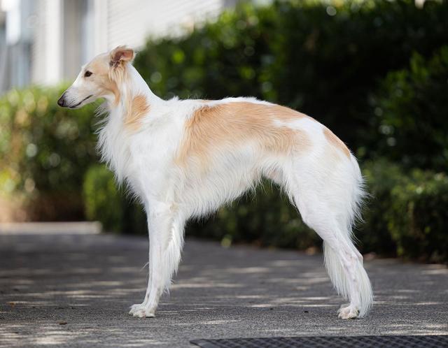 Photo of Sunera's Wild Blue Yonder