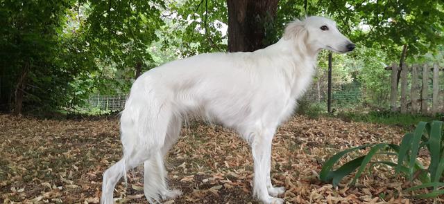 Photo of Take A Chance Silkendream