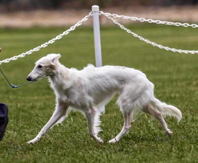 Photo of Talisman of Lyoness