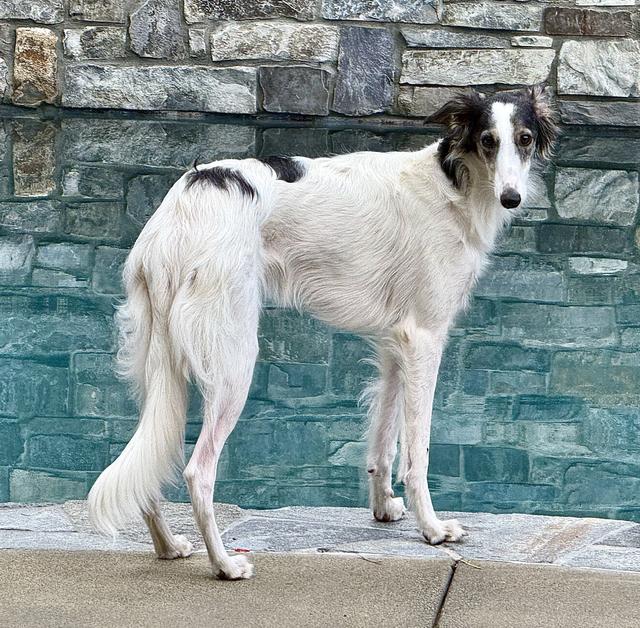 Photo of Talisman's Cogitum