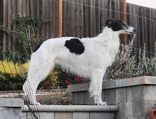 Photo of Talisman's Jurōjin