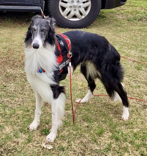 Photo of Talisman's Kronos