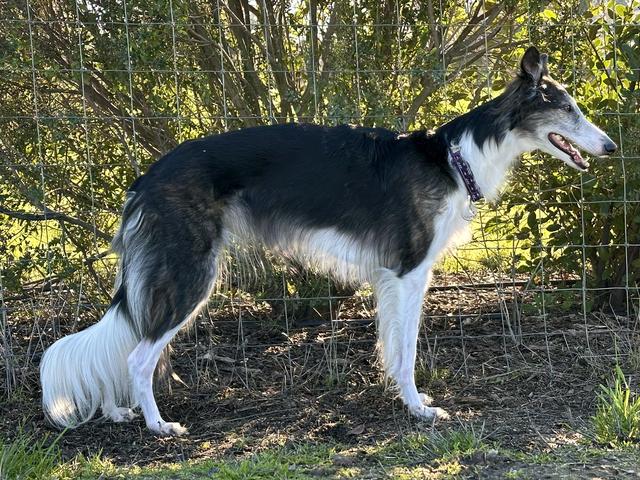 Photo of Talisman's Kumiko