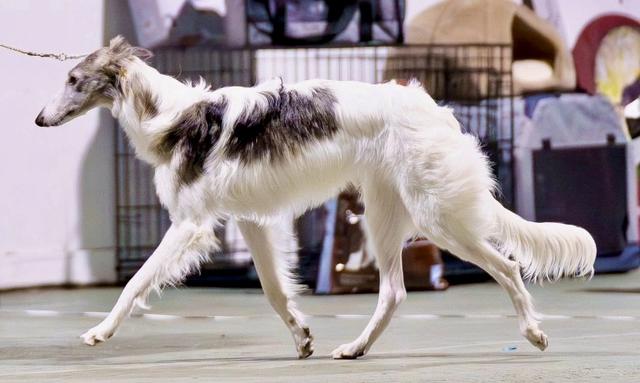 Photo of Talisman's Oceanus