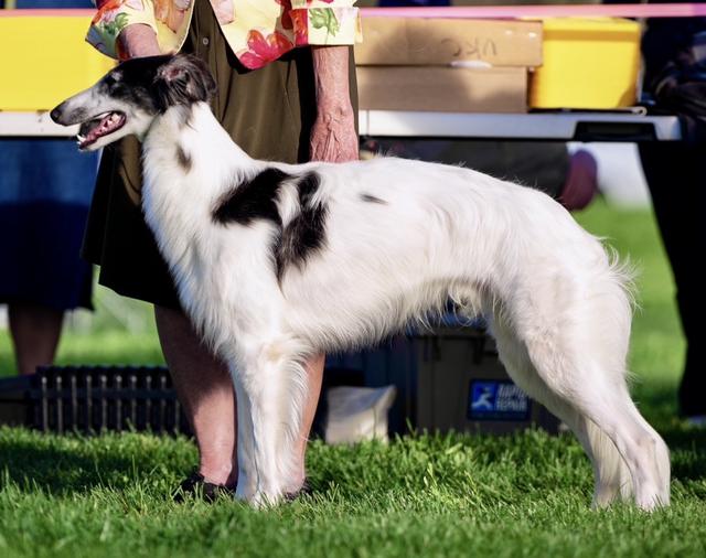 Photo of Talisman's Orientale Brolin