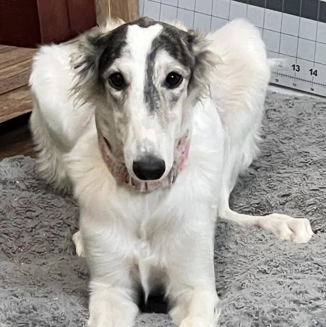 Photo of Talisman's Serenitatis