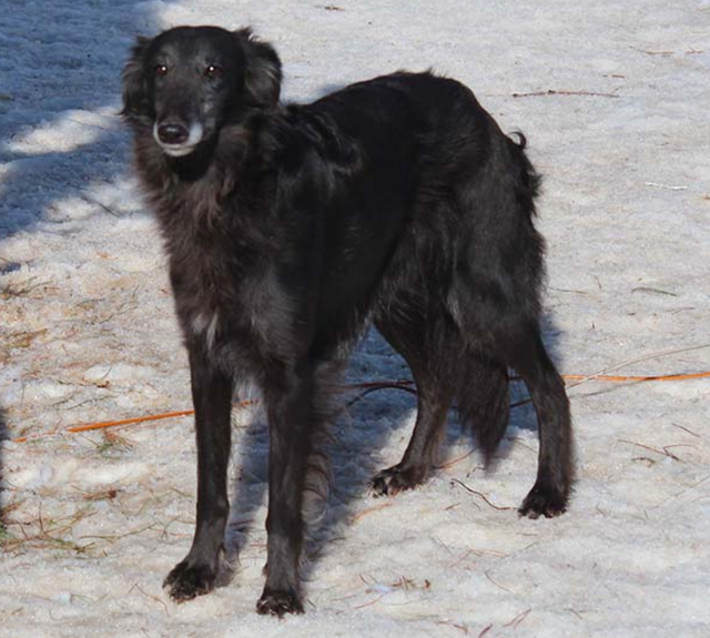 Photo of Tangaloor Art of Kaanli