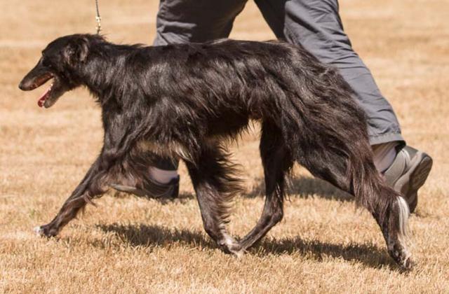 Photo of Tangaloor Caladan Typhoon