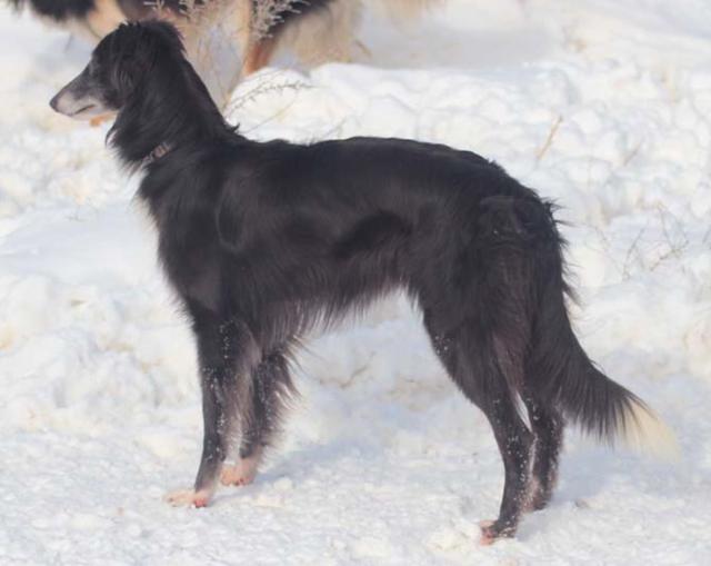 Photo of Tangaloor Chelangr'la