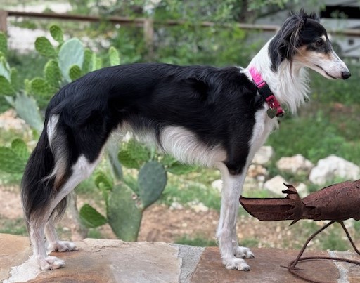 Photo of Tangaloor Clean Sweep