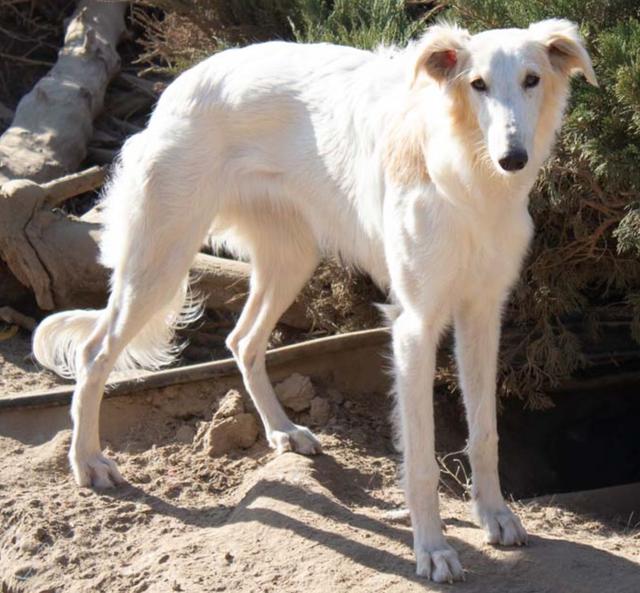 Photo of Tangaloor Dances with Wolves