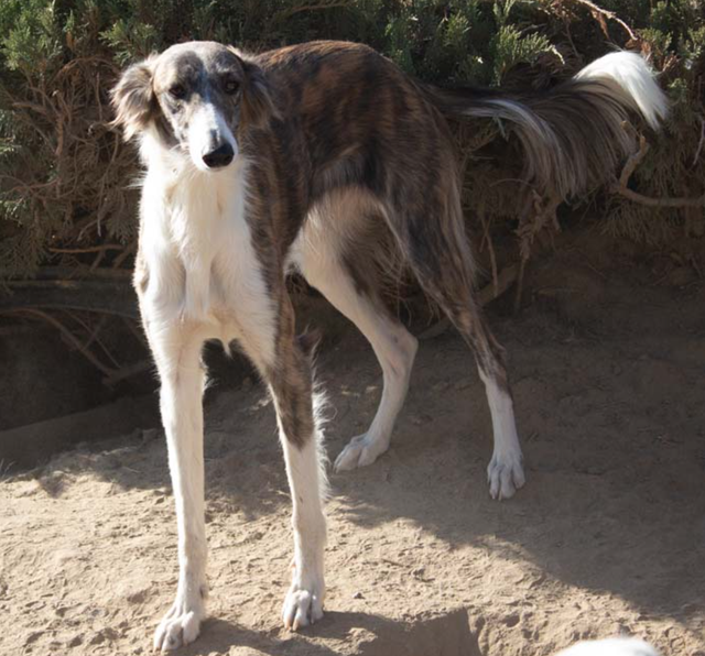 Photo of Tangaloor Dancing In The Dark