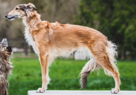 Photo of Tangaloor Flying Finish