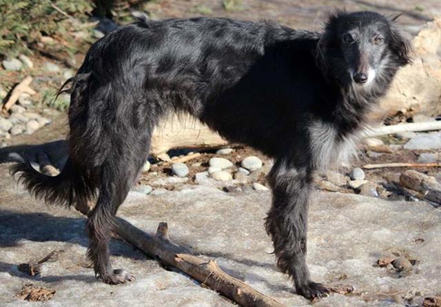 Photo of Tangaloor Heart of Gold