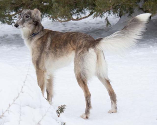 Photo of Tangaloor Miracle Match