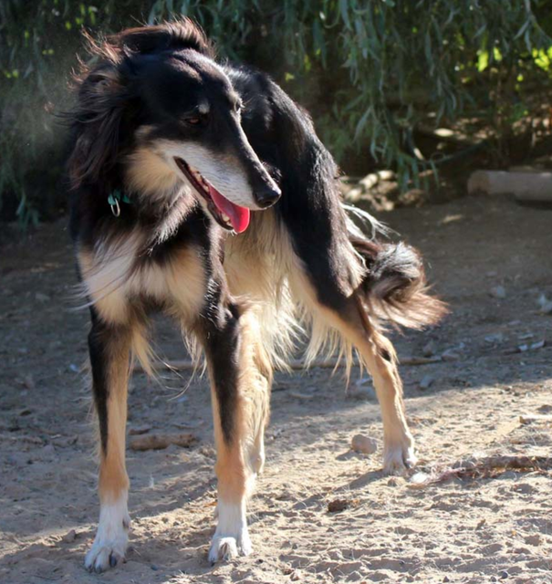 Photo of Tangaloor Nothing But Trouble