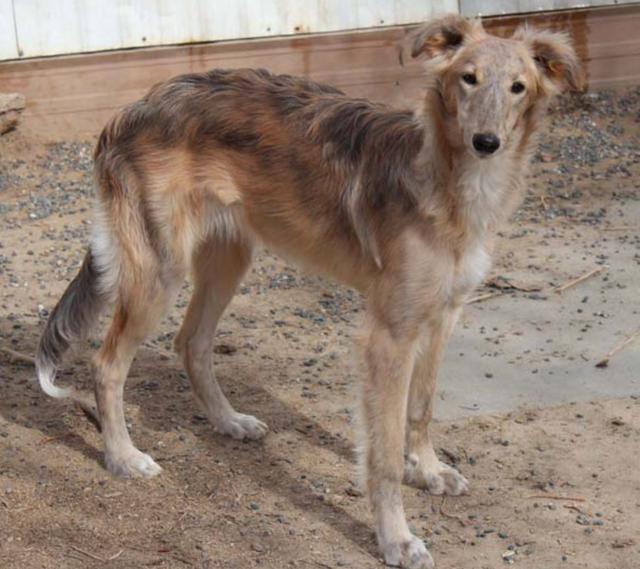 Photo of Tangaloor Prizzi's Honor