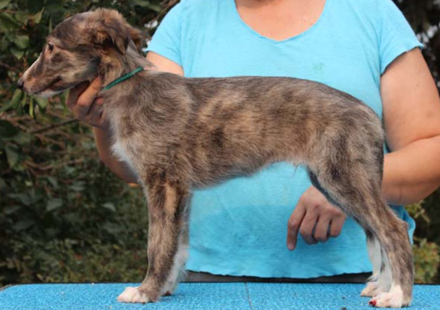 Photo of Tangaloor Sweet Talkin' Guy