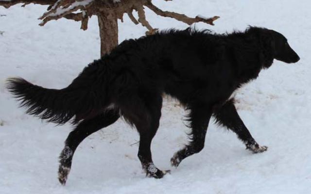 Photo of Tangaloor The Black Fairy