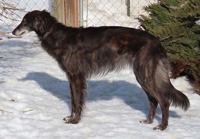 Photo of Tangaloor Thirty-Three