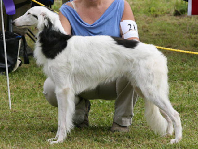 Photo of Tangaloor Tumbling Mirth