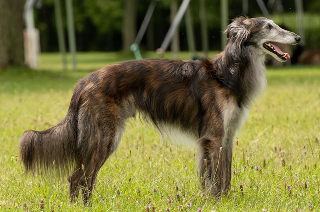 Photo of Tangaloor Whole Nine Yards