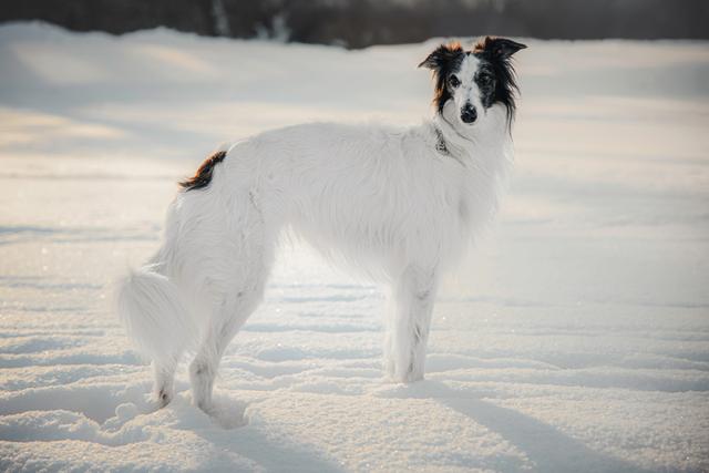 Photo of Tegár Kapitány Wind of Alpok