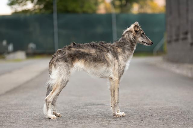 Photo of Tegár Kapitány Windof Ardennes
