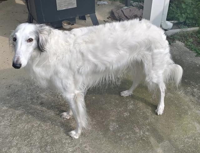 Photo of Tibetan Warrior at Silkrun