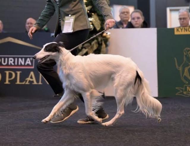 Photo of White Silver of SatinMoonlight