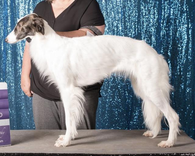 Photo of WildRose Allagante Zoe