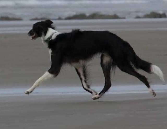 Photo of WildRose Corteo