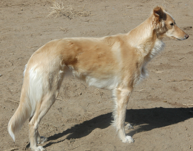 Photo of WindnSatin Golden Delicious
