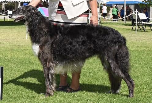 Photo of WindnSatin Snowflake Obsidian