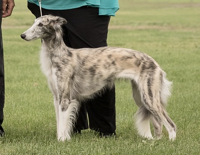 Photo of Windspirit Allagante Sienna