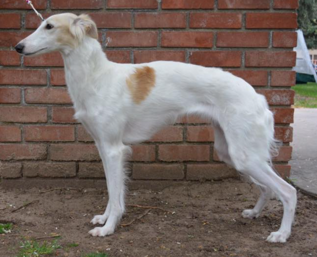 Photo of Winsome Broadway's Goldikova