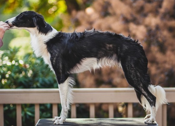 Photo of Winsome Zora's Song @Aeracura