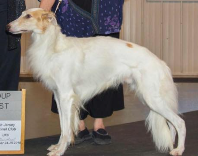 Photo of Winsome's Arazi of Cool Run