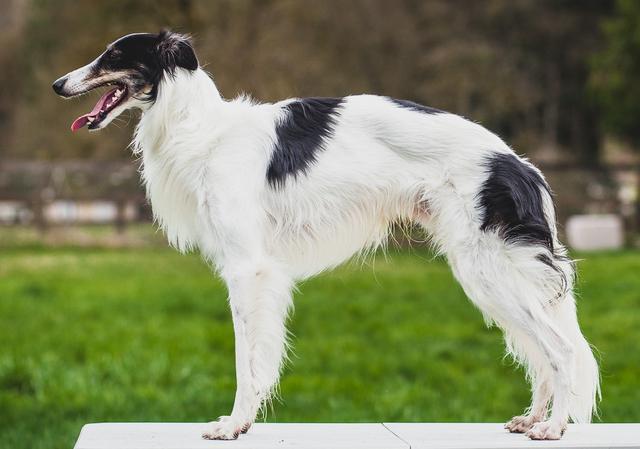 Photo of Winsome's Argo Navis