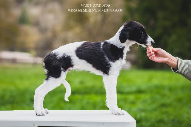 Photo of Winsome's Black Tusk