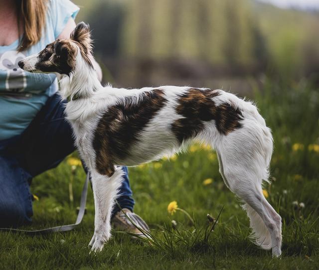 Photo of Winsome's Breeze Through Banff