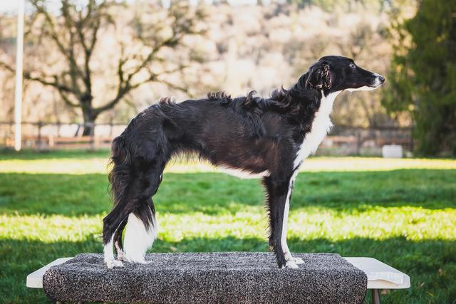 Photo of Winsome's Dragon Curve