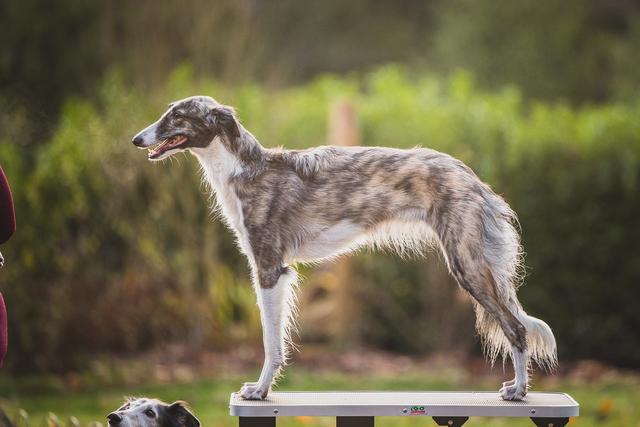 Photo of Winsome's Fosbury Flop