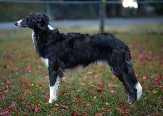 Photo of Winsome's Knight Tour Problem