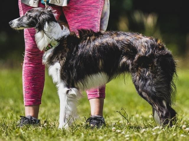 Photo of Winsome's Windvane Meadow